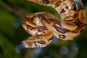 Boa Constrictorin Natural Habitat Wallpaper