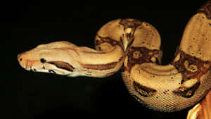 Boa Constrictorin Profile Wallpaper