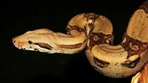 Boa Constrictorin Profile Wallpaper