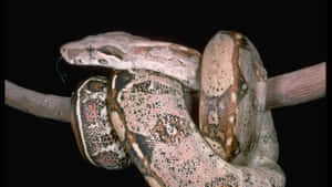 Boa Constrictoron Branch Wallpaper