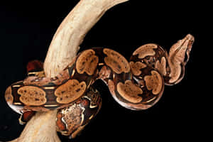 Boa Constrictoron Branch Wallpaper