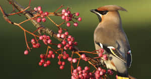 Bohemian Waxwing Berries Branch4 K Wallpaper