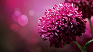 Bokeh Lights And Cute Pink Flower Wallpaper