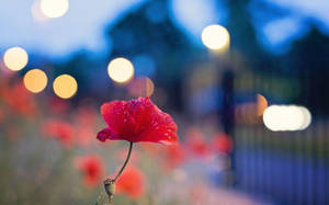 Bokeh Red Poppy Wallpaper