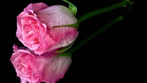 Boldly Beautiful - Black And Pink Floral Wallpaper