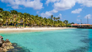 Bonaire Trees Near Sea Wallpaper