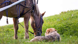 Bonding Time - A Horse And Dog Interaction Wallpaper