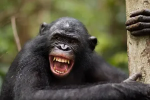 Bonobo Expressive Facial Expression Wallpaper