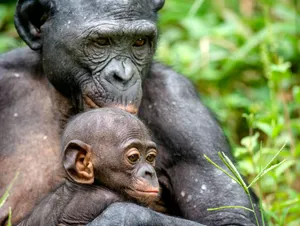Bonobo Motherand Infant Wallpaper