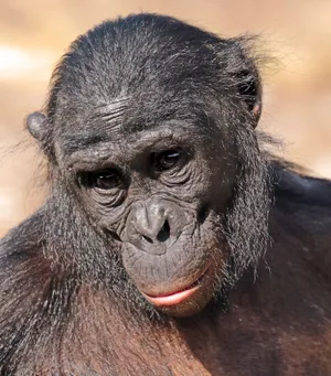 Bonobo Portrait Close Up Wallpaper