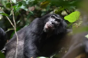 Bonoboin Natural Habitat Wallpaper