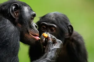 Bonobos Sharing Food Moment Wallpaper