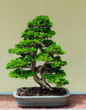 Bonsai Tree Chokan Tiny Plant Photography Wallpaper