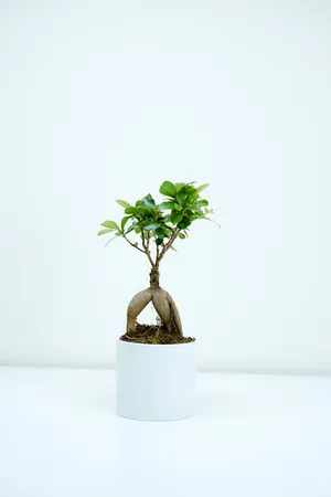 Bonsai Tree Exposed Root Style Photography Wallpaper