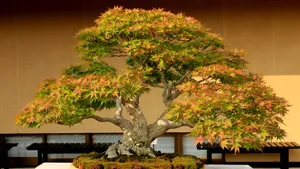 Bonsai Tree Semi-cascade Style Photography Wallpaper
