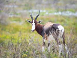 Bontebok Antelopein Grassland.jpg Wallpaper