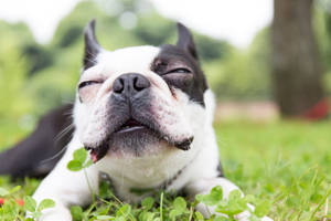 Boston Terrier Blissful Smile.jpg Wallpaper