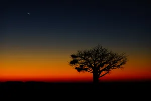 Botswana Baobab Tree Wallpaper
