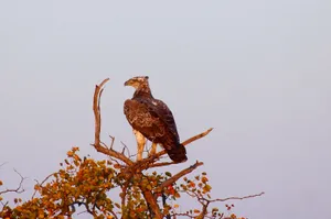 Botswana Martial Eagle Wallpaper