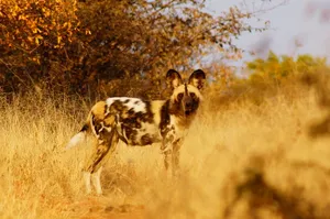 Botswana Wild Dog Wallpaper