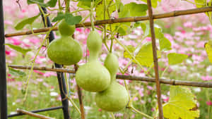 Bottle Gourd Growing On Trellis Wallpaper