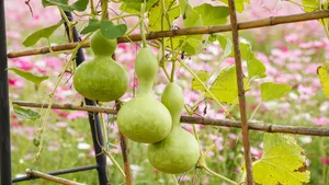 Bottle Gourd Growing On Trellis Wallpaper