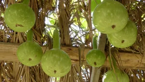 Bottle Gourd Growing On Vine Wallpaper