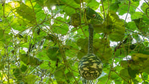 Bottle Gourd Growing On Vine Wallpaper