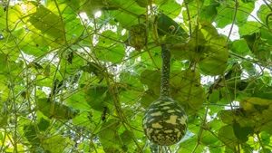 Bottle Gourd Growing On Vine Wallpaper