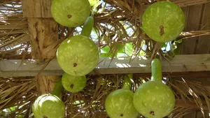 Bottle Gourd Growing On Vine Wallpaper