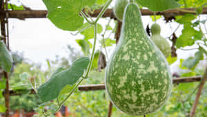 Bottle Gourd Growing On Vine Wallpaper