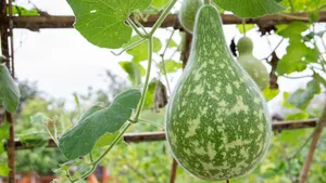 Bottle Gourd Growing On Vine Wallpaper