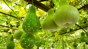 Bottle Gourd Growing Tips Wallpaper