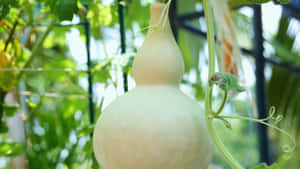 Bottle Gourd Growing Tips Wallpaper