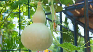 Bottle Gourd Growing Tips Wallpaper