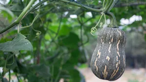 Bottle Gourd Growing Tips Wallpaper