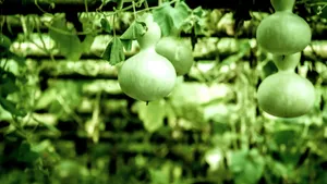 Bottle Gourd Growing Tips Wallpaper