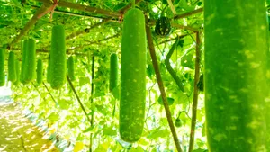 Bottle Gourd Growing Tips Wallpaper