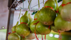 Bottle Gourd Hanging Display Wallpaper