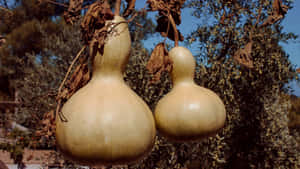 Bottle Gourd Hanging On Tree Wallpaper