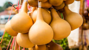 Bottle Gourd Uses And Benefits Wallpaper