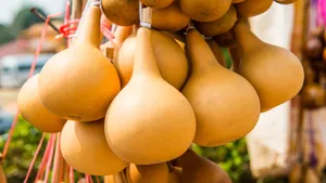 Bottle Gourd Uses And Benefits Wallpaper