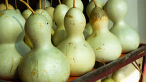 Bottle Gourd Varieties Wallpaper