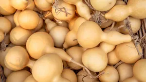 Bottle Gourd Varieties Wallpaper