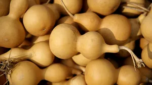 Bottle Gourd Varieties Wallpaper