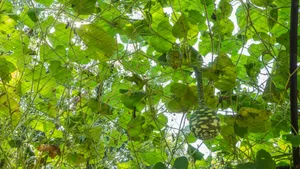 Bottle Gourd Vine Growth Wallpaper