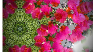 Bougainvillea And Succulents Wallpaper