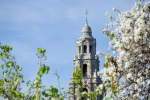 Bougainvillea At Balboa Park Wallpaper