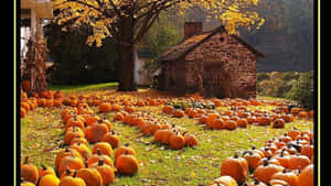 Bountiful Fall Harvest Spread Wallpaper