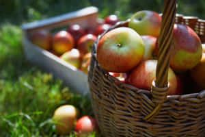 Bountiful Harvest Of Fall Apples Wallpaper